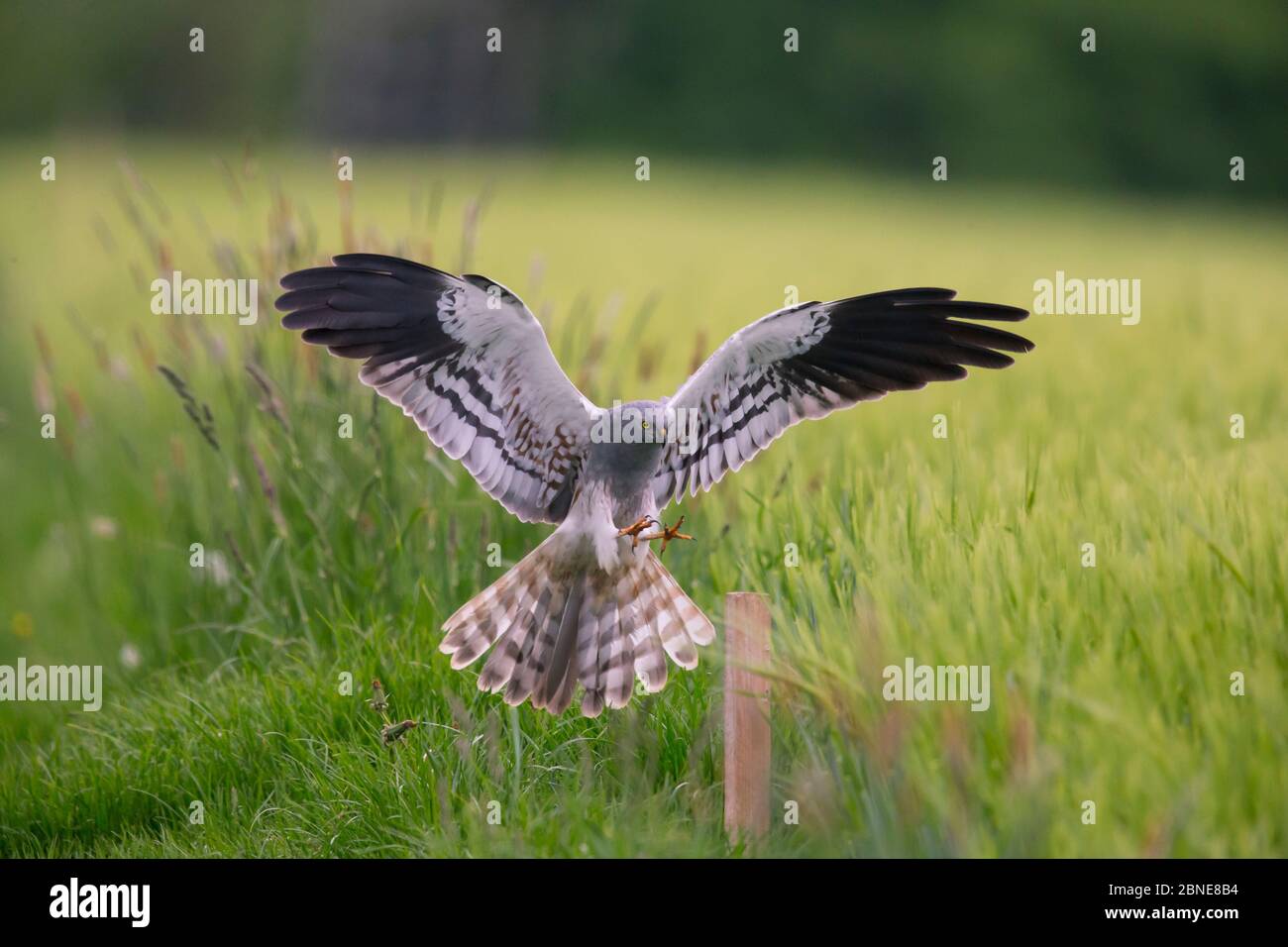 Le mâle Harrier (Circus pygargus) de Montagu débarque sur un poteau dans un champ de pelouse. Allemagne. Mai. Banque D'Images Le mâle Harrier (Circus pygargus) de Montagu débarque sur un poteau dans un champ de pelouse. Allemagne. Mai. Banque D'Images