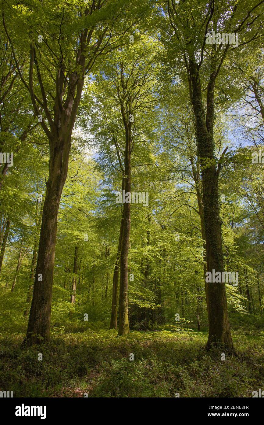 Hêtre (Fagus sylvatica) dans la forêt de Hesdin, pas de Calais, France. Avril. Banque D'Images