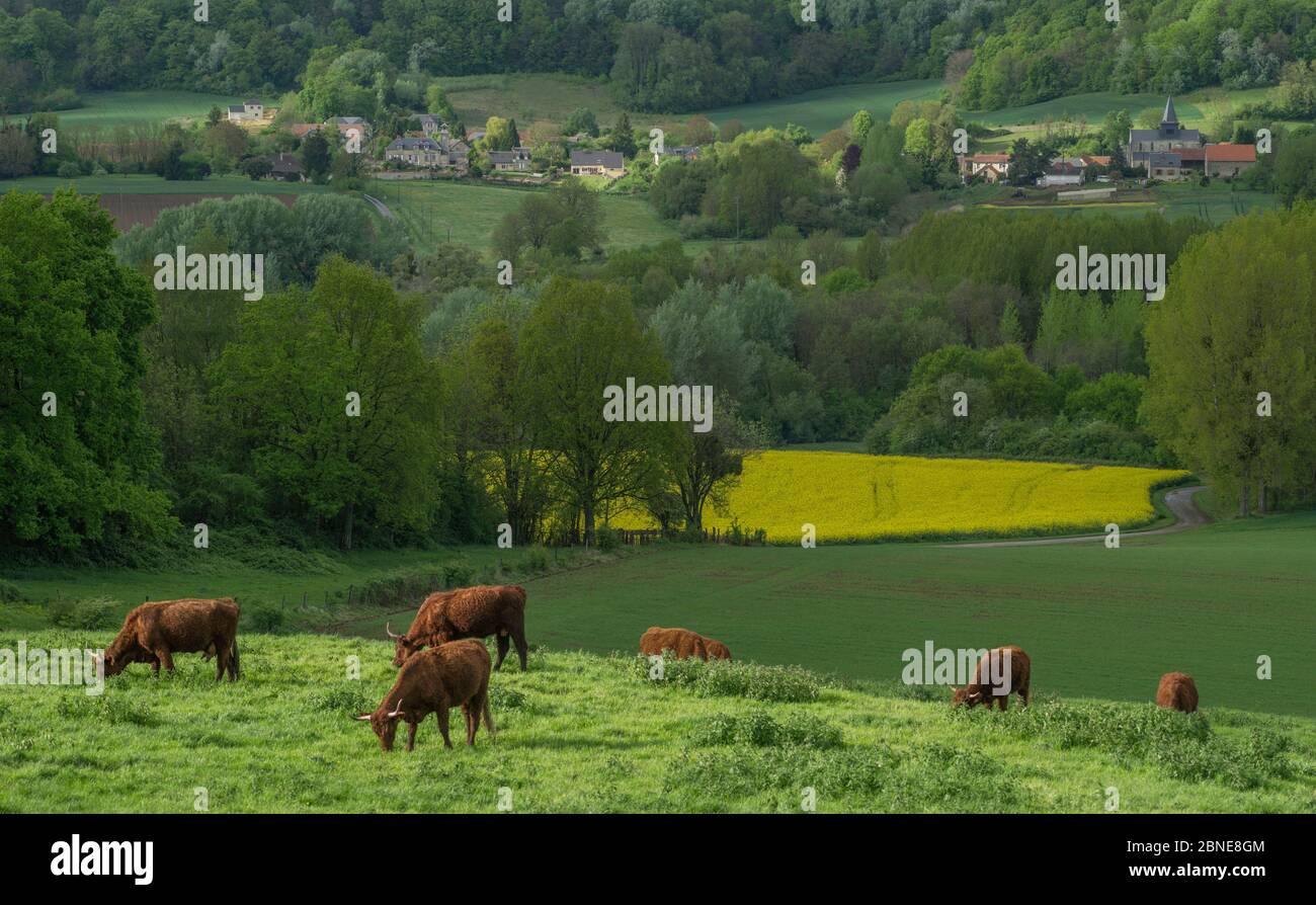 Le pâturage du bétail près de Bievres village, la vallée de l'Ailette, France, mai 2015. Banque D'Images