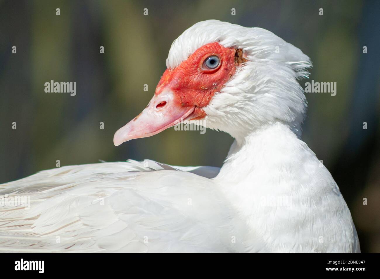 Canard mignon de chéri image stock. Image du pied, fourrure - 50359031