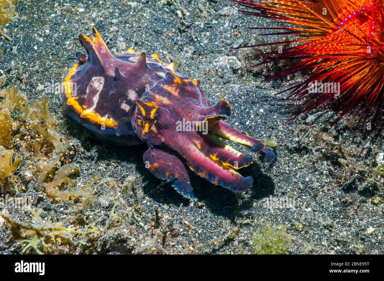 Seiche flamboyante (Metasepia pfeferi) Lembeh, Sulawesi, Indonésie. Banque D'Images