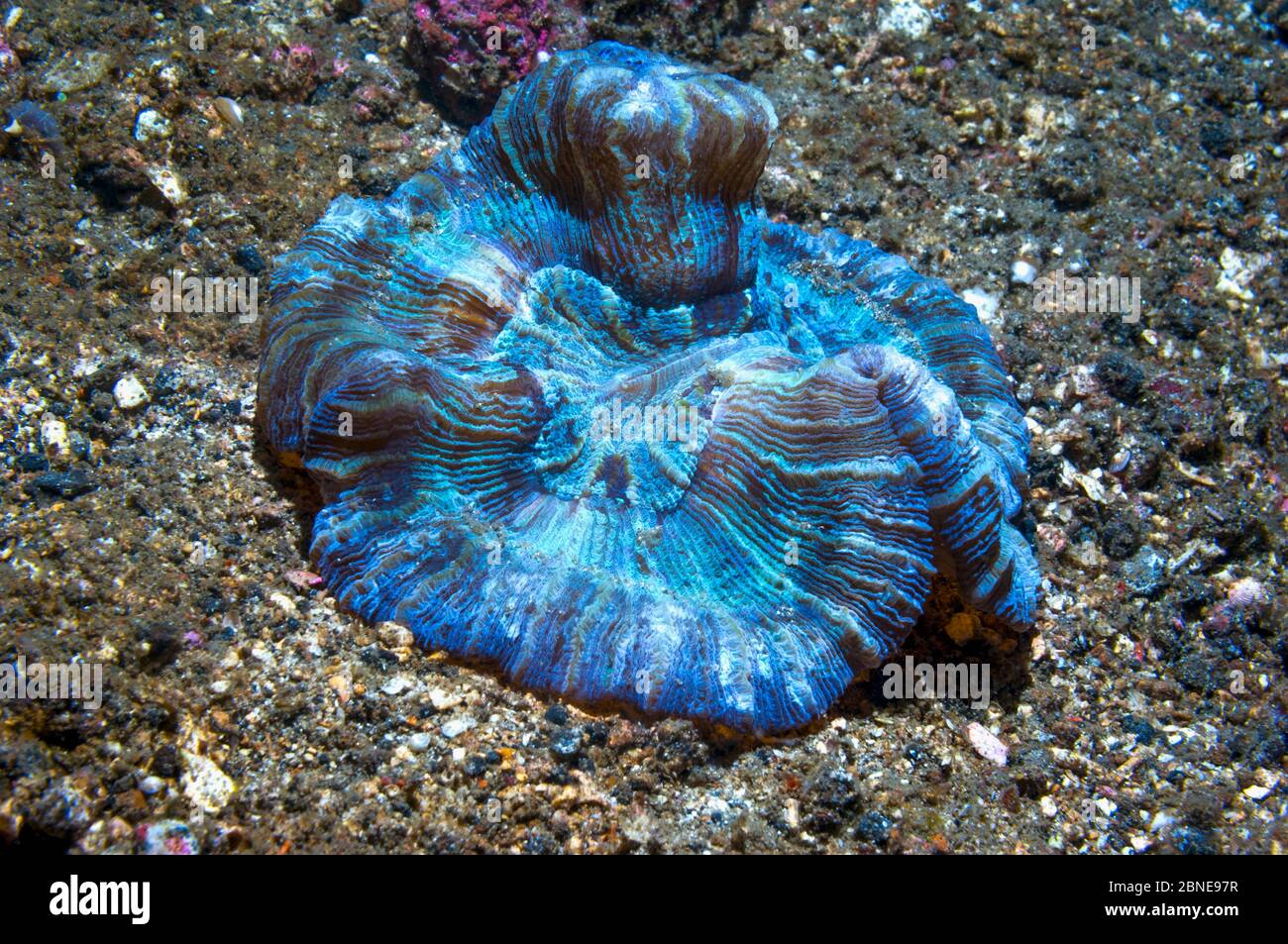 Corail cérébral ouvert / plié (Trachyphyllia geoffroyi) les couleurs vives sont causées par les zooxanthelles. Détroit de Lembeh, Sulawesi, Indonésie. Banque D'Images