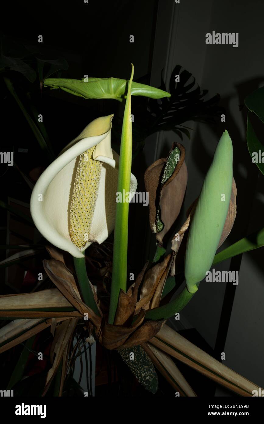 Fromagerie suisse (Monstera deliciosa) en fleur. Banque D'Images