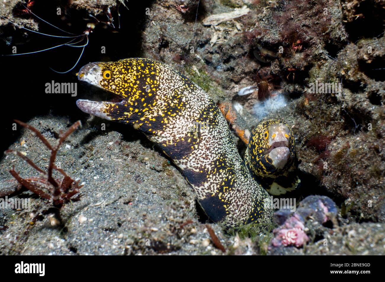 Flocon de neige, anguille moray (Echidna nebulosa) Lembeh, Sulawesi, Indonésie. Banque D'Images