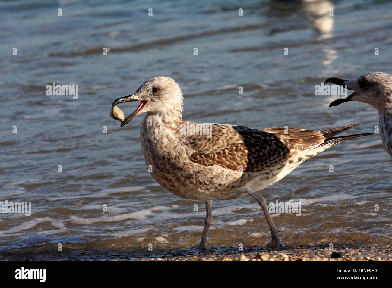 Goéland à pattes jaunes (Larus michaellis) juvénile avec cailloux dans le bec, Provence, France, octobre Banque D'Images