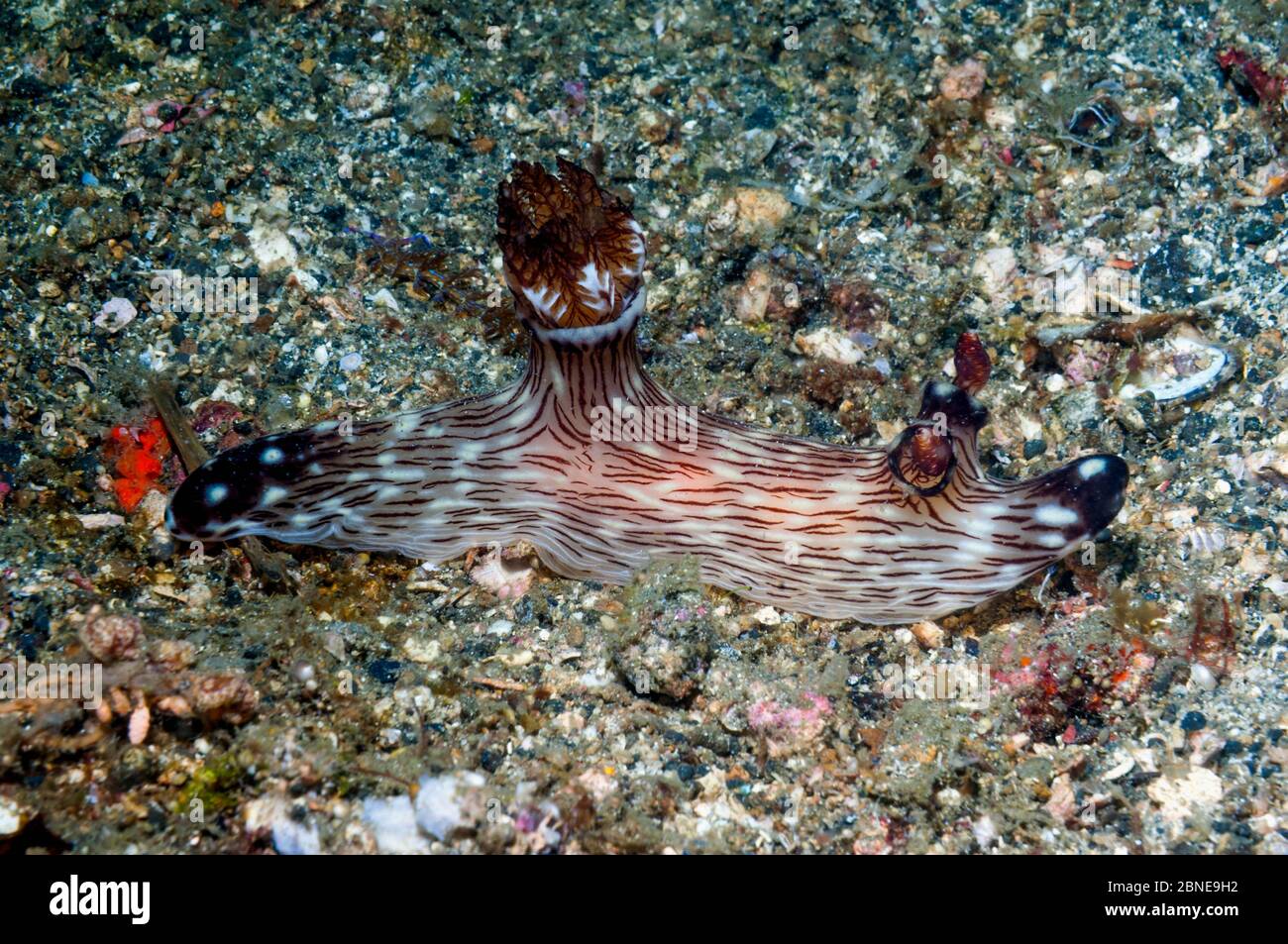 Dorid nudibranche - ligne rouge jorunna (Jorunna rubescens) Kentrodorididae. Détroit de Lembeh, Sulawesi, Indonésie. Banque D'Images