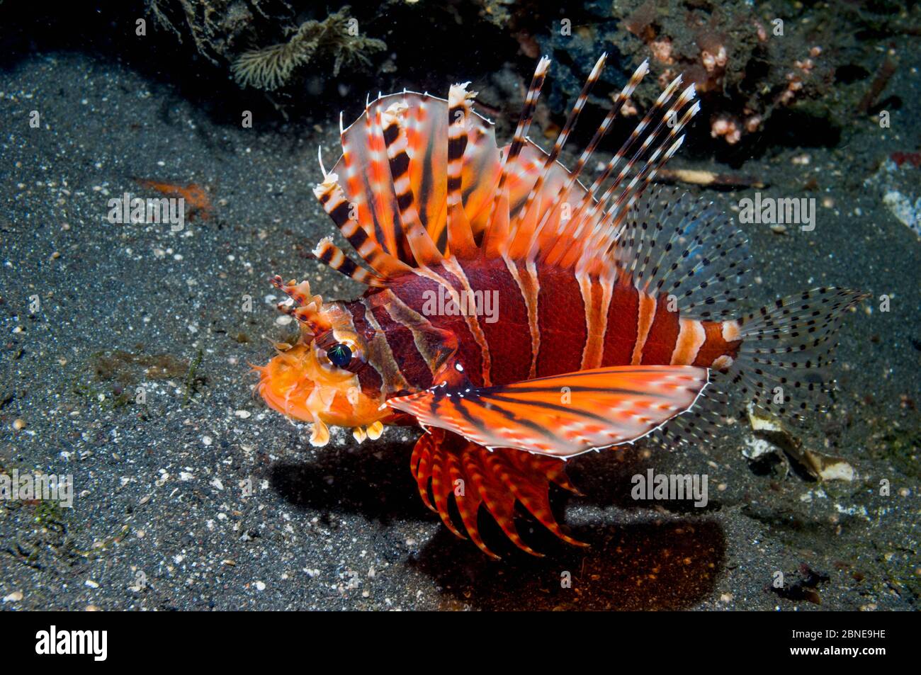Léonfish zébré (Dendrochirus zébra) Lembeh, Sulawesi, Indonésie. Banque D'Images