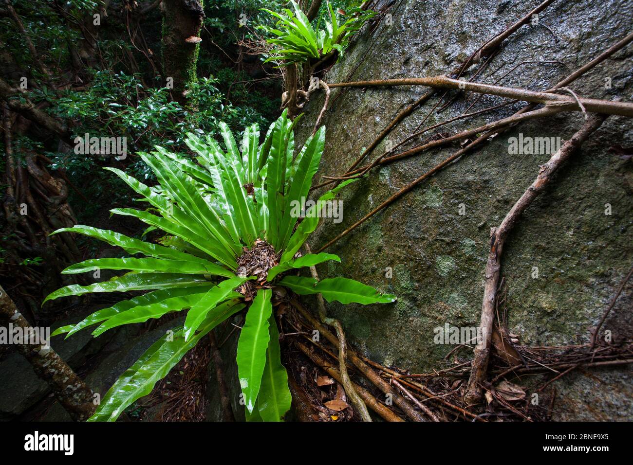 La fougère de nid d'oiseau (Asplenium nidus) qui pousse sur un rocher de granit, île de Yakushima, Japon, novembre. Banque D'Images