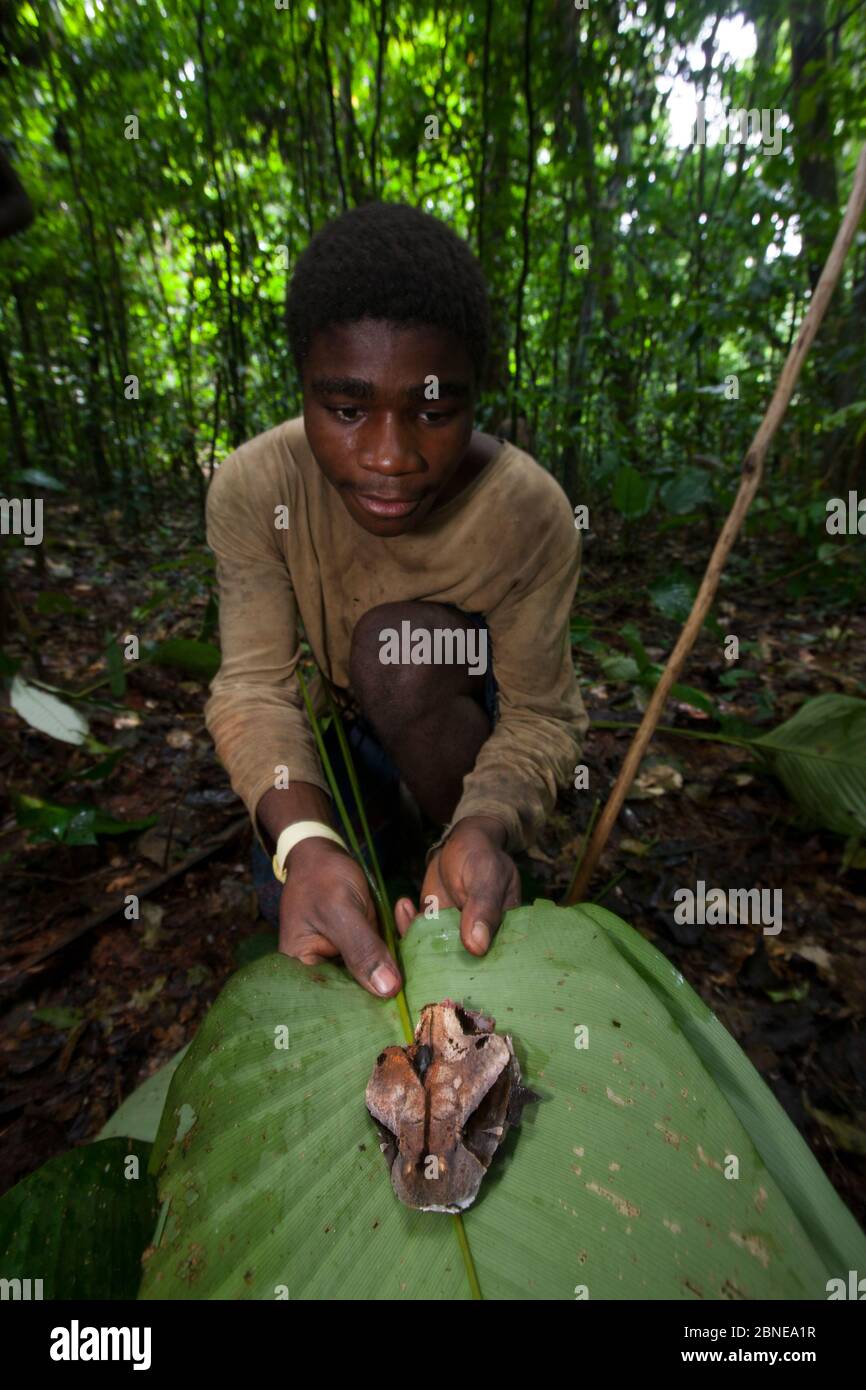 Baka homme empaquante de la tête de vipère venimeux du Gabon (Bitis gabonica), tué pendant la chasse, à la feuille, au sud-est du Cameroun, juillet 2008. Banque D'Images