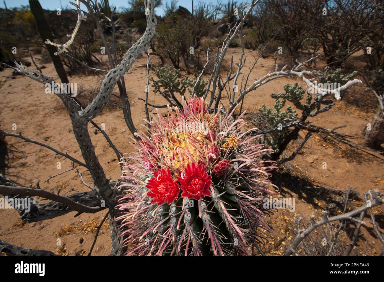 Cactus à barques (Ferocactus wislizeni) en fleur, désert de Vizcaino, Basse-Californie, Mexique, mai. Banque D'Images