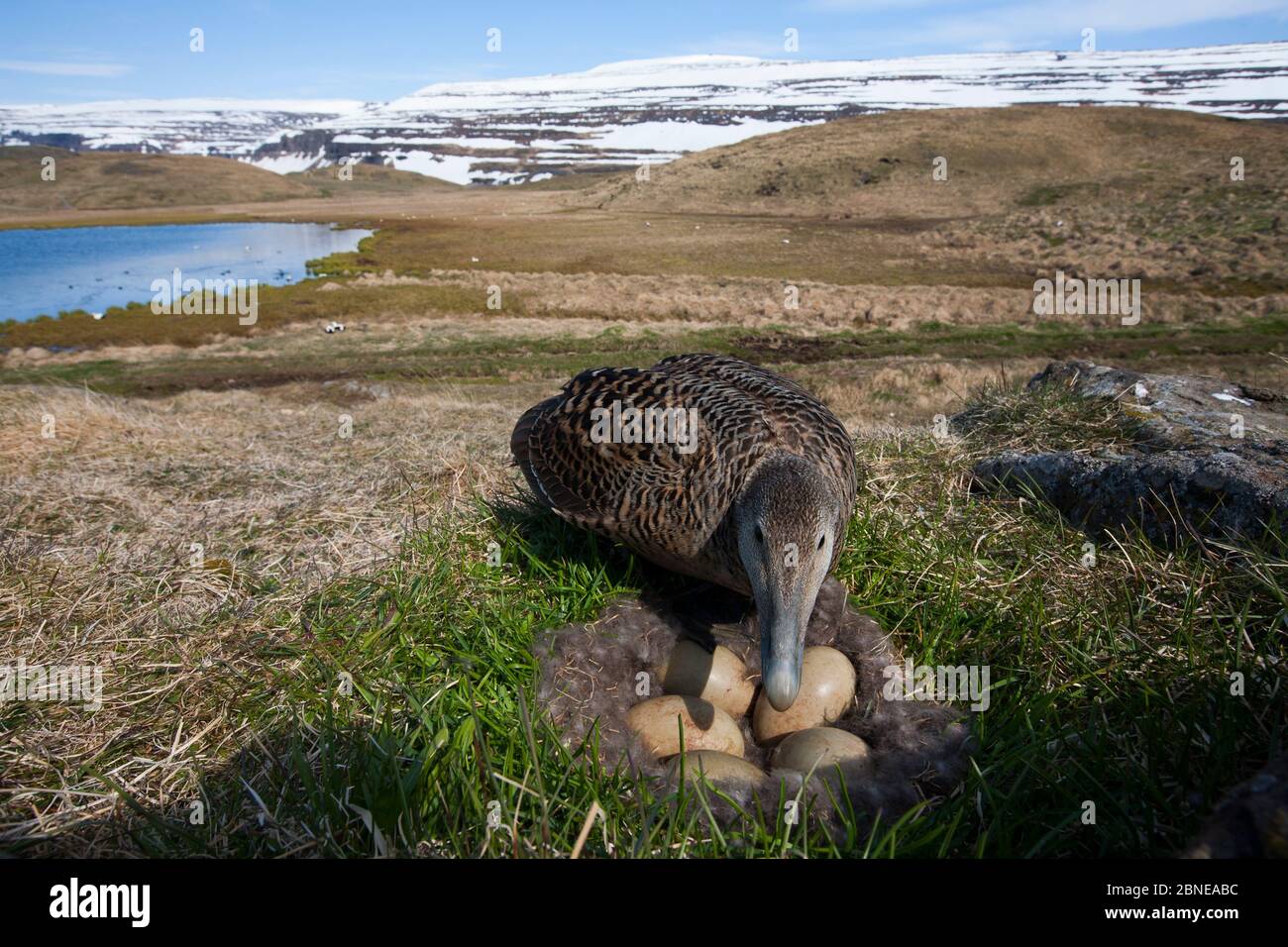 Le nid d'Eider avec cinq œufs Photo Stock - Alamy