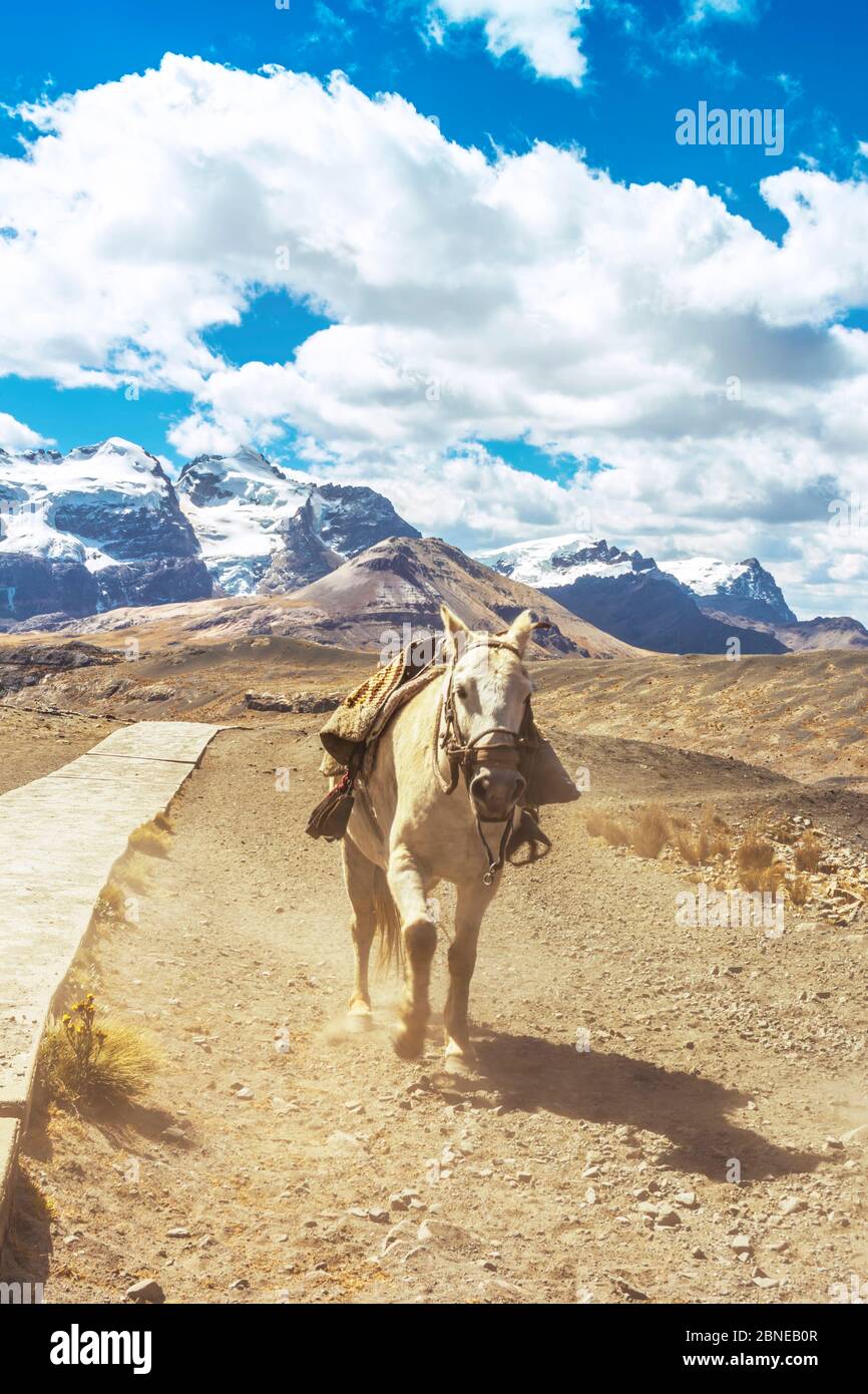 Cheval tournant seul sur la route du glacier Pastoruri, dans le Parc National de Huascarán, Huaraz / Pérou. Glacier tropical à 5200 mètres au-dessus de la mer le Banque D'Images