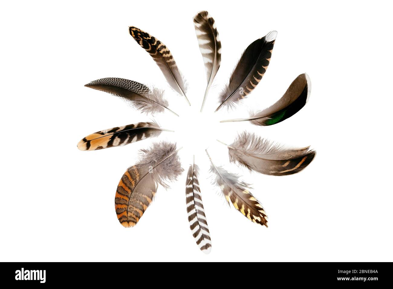 Les plumes de la proie du faucon pèlerin (Falco peregrinus) restent en collision à Bristol en hiver. Sens horaire du haut - whimrel, boisée, sarcelle, sarcelle, g Banque D'Images