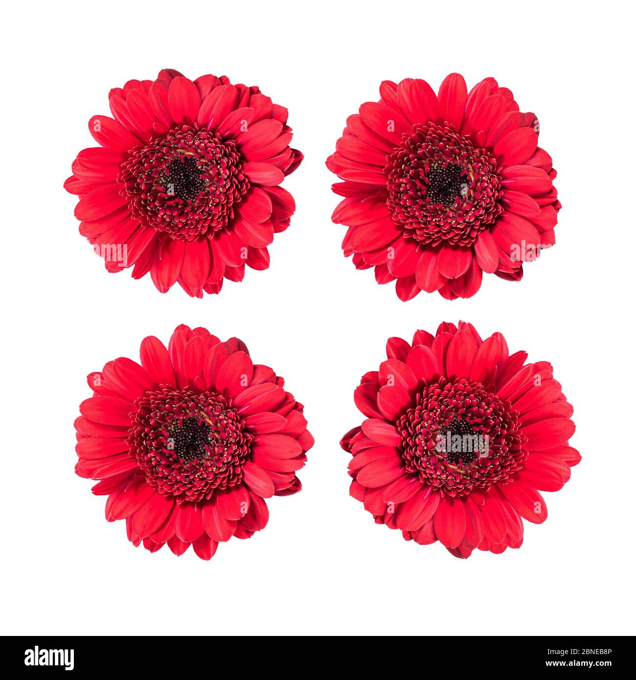 Ensemble de fleurs de gerbera rouges isolées sur blanc. Banque D'Images