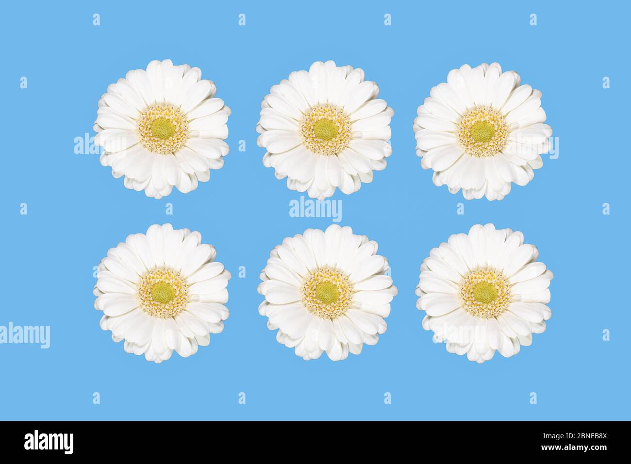 Fleurs de gerbera blanches isolées sur fond bleu. Banque D'Images