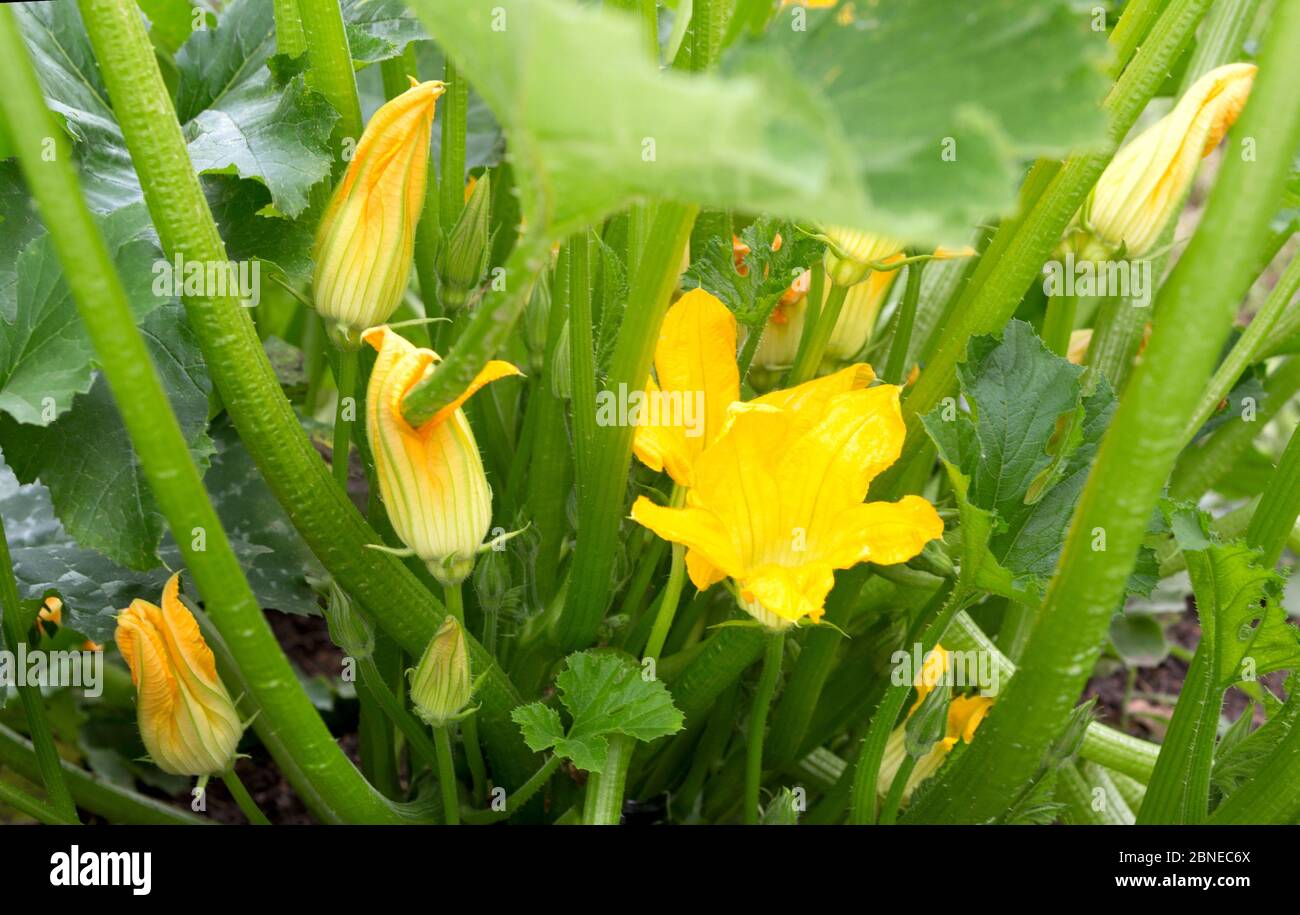 Usine de courgettes. Fleur de courgettes. Moelle végétale verte poussant sur la brousse. Arrière-plan d'été. Banque D'Images