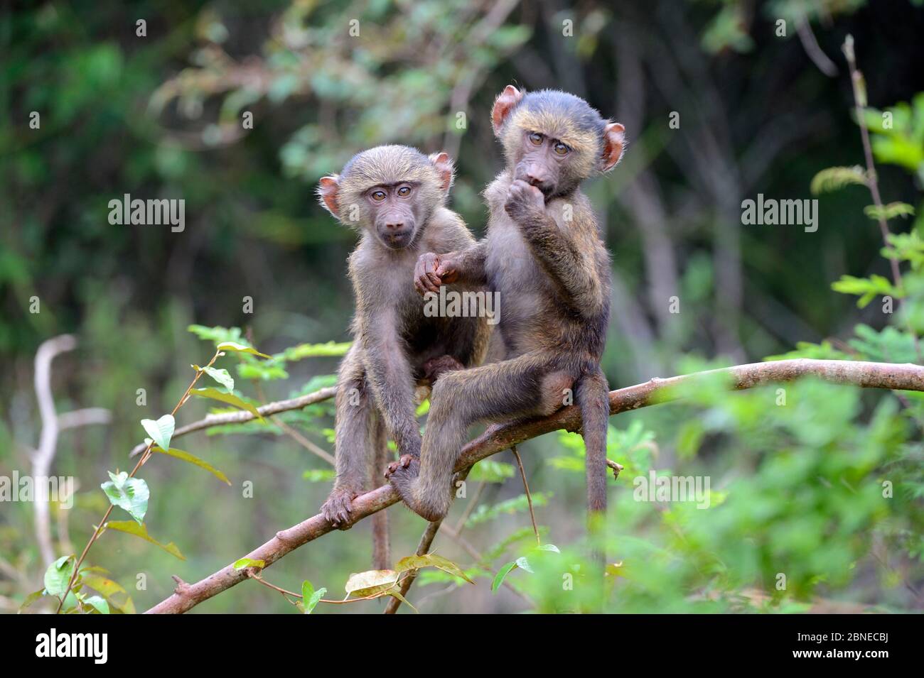 Jeunes babouins d'Olive (Papio cynocephalus anubis) jouant ensemble dans l'arbre, Parc national d'Akagera, Rwanda. Banque D'Images Jeunes babouins d'Olive (Papio cynocephalus anubis) jouant ensemble dans l'arbre, Parc national d'Akagera, Rwanda. Banque D'Images