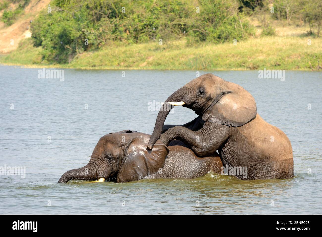 Éléphant d'Afrique (Loxodonta africana) jeunes hommes se baignant et se battant, parc national de la Reine Elizabeth, Ouganda. Banque D'Images Éléphant d'Afrique (Loxodonta africana) jeunes hommes se baignant et se battant, parc national de la Reine Elizabeth, Ouganda. Banque D'Images