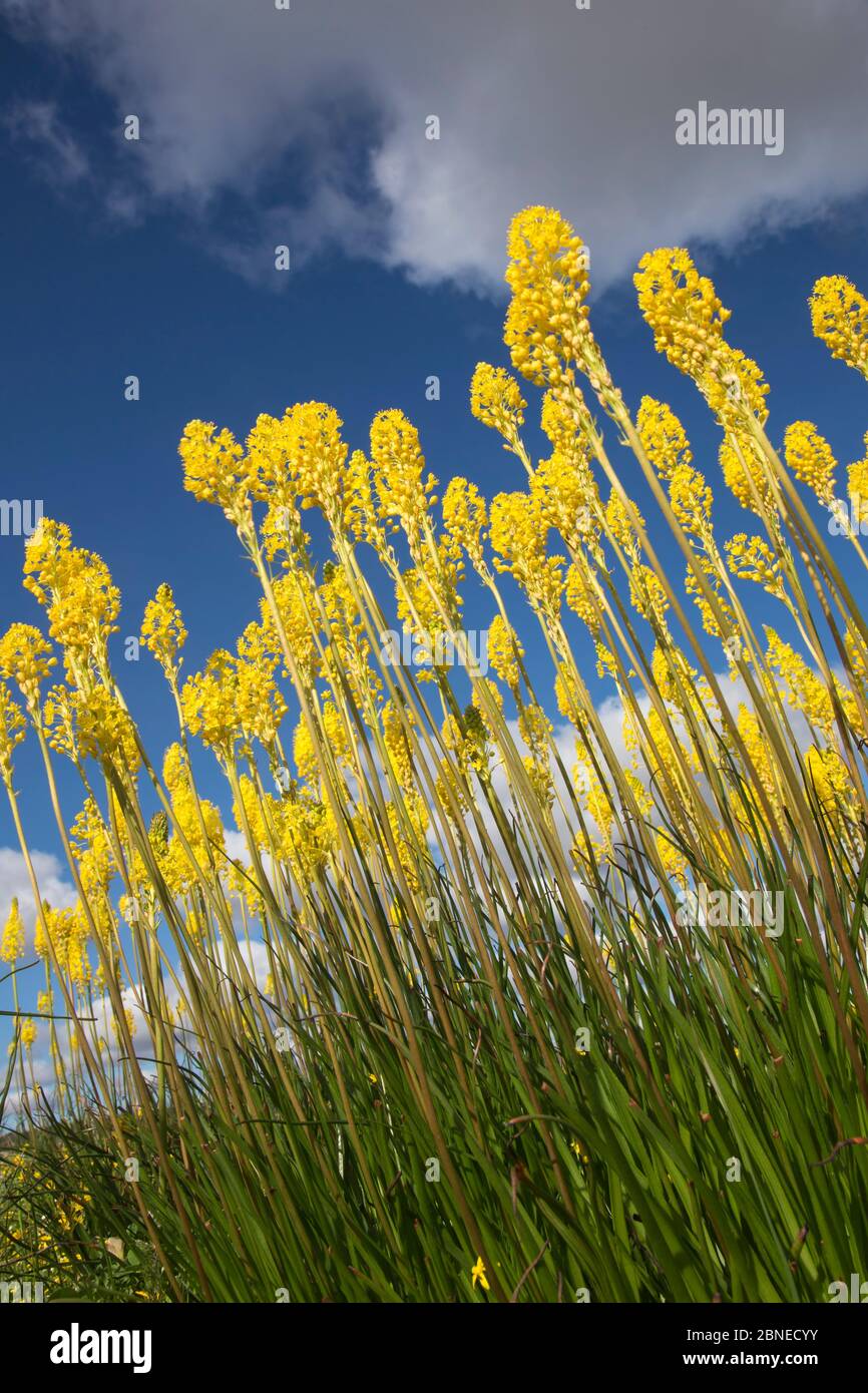 Queue du chat jaune (Bulbinella latifolia) (anciennement Bulbinella floribunda), Papkuilsfontein ferme, Nieuwoudtville, Northern Cape, Afrique du Sud, Septembe Banque D'Images