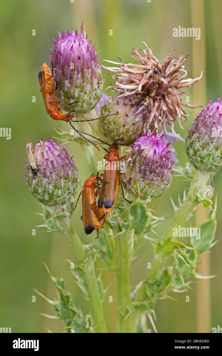 Trois coléoptères rouges (Rhagonycha fulva) sur le chardon, réserve naturelle du parc Sutcliffe, Eltham, Londres, Angleterre, juillet. Banque D'Images