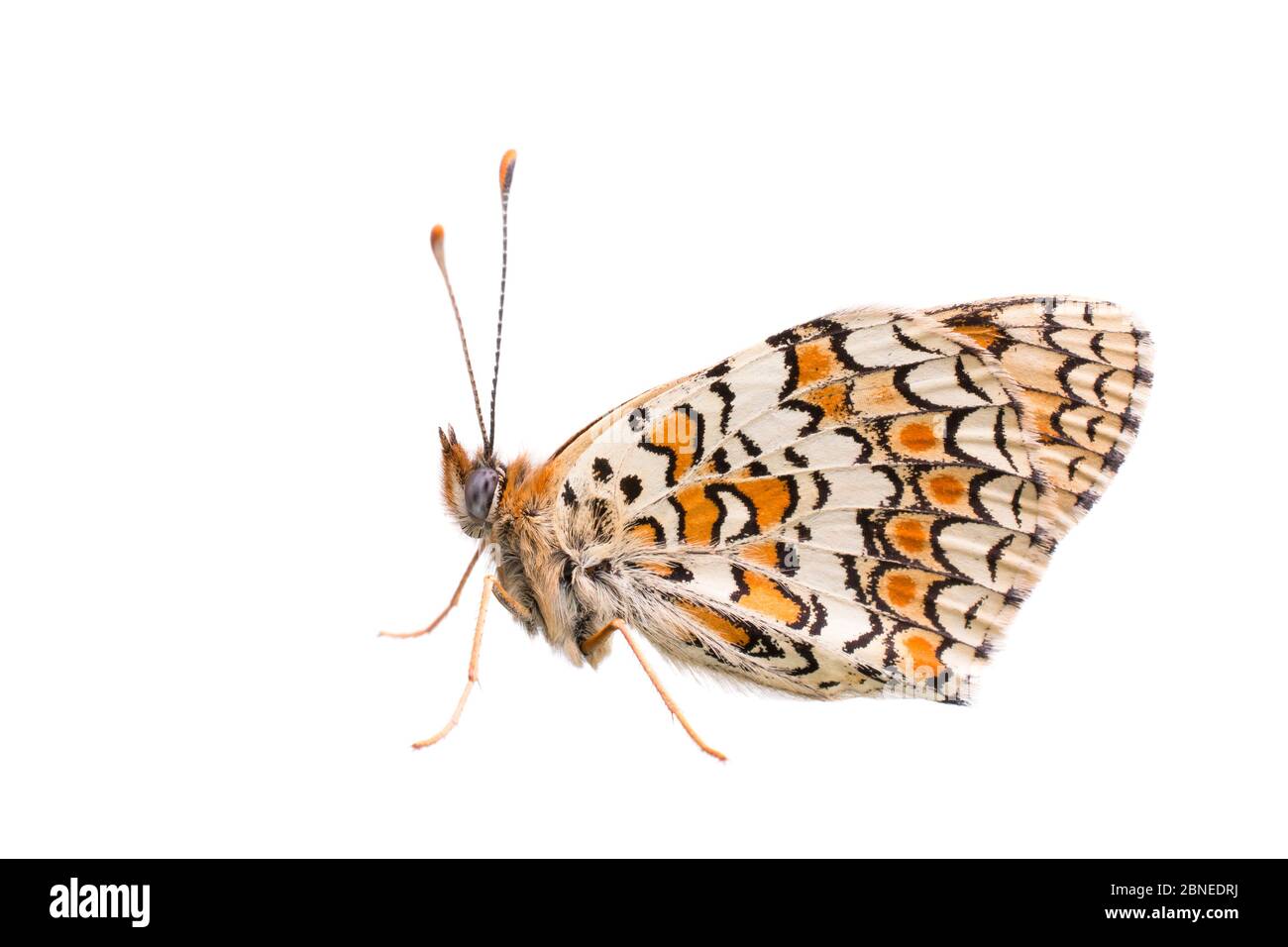 Papillon fritillaire (Melitaea phoebe) adulte, France, projet de mai Meetyourneighbors.net Banque D'Images