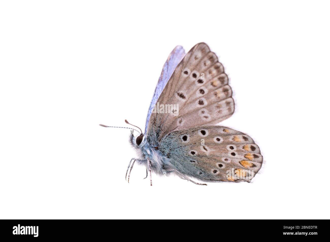 Papillon bleu commun (Polyommatus icarus) mâle, France, projet de mai Meetyourneighbors.net Banque D'Images