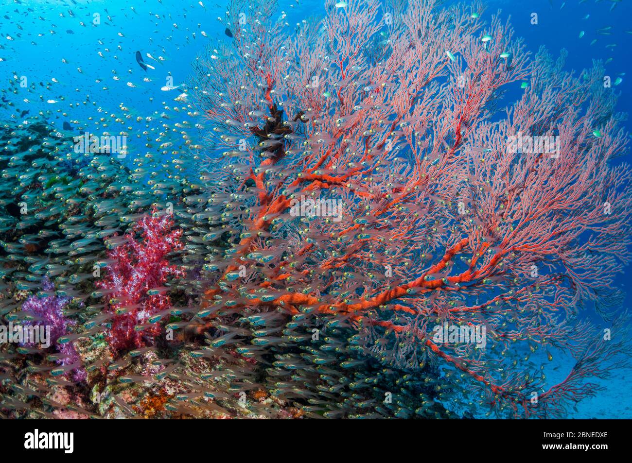 Balayeuses pygmées (Parapriacanthus ransonetti) avec un ventilateur de mer gorgonien (Melithaea sp.) et des coraux mous (Dendronephthya sp.) îles Similan, mer d'Andaman, Banque D'Images