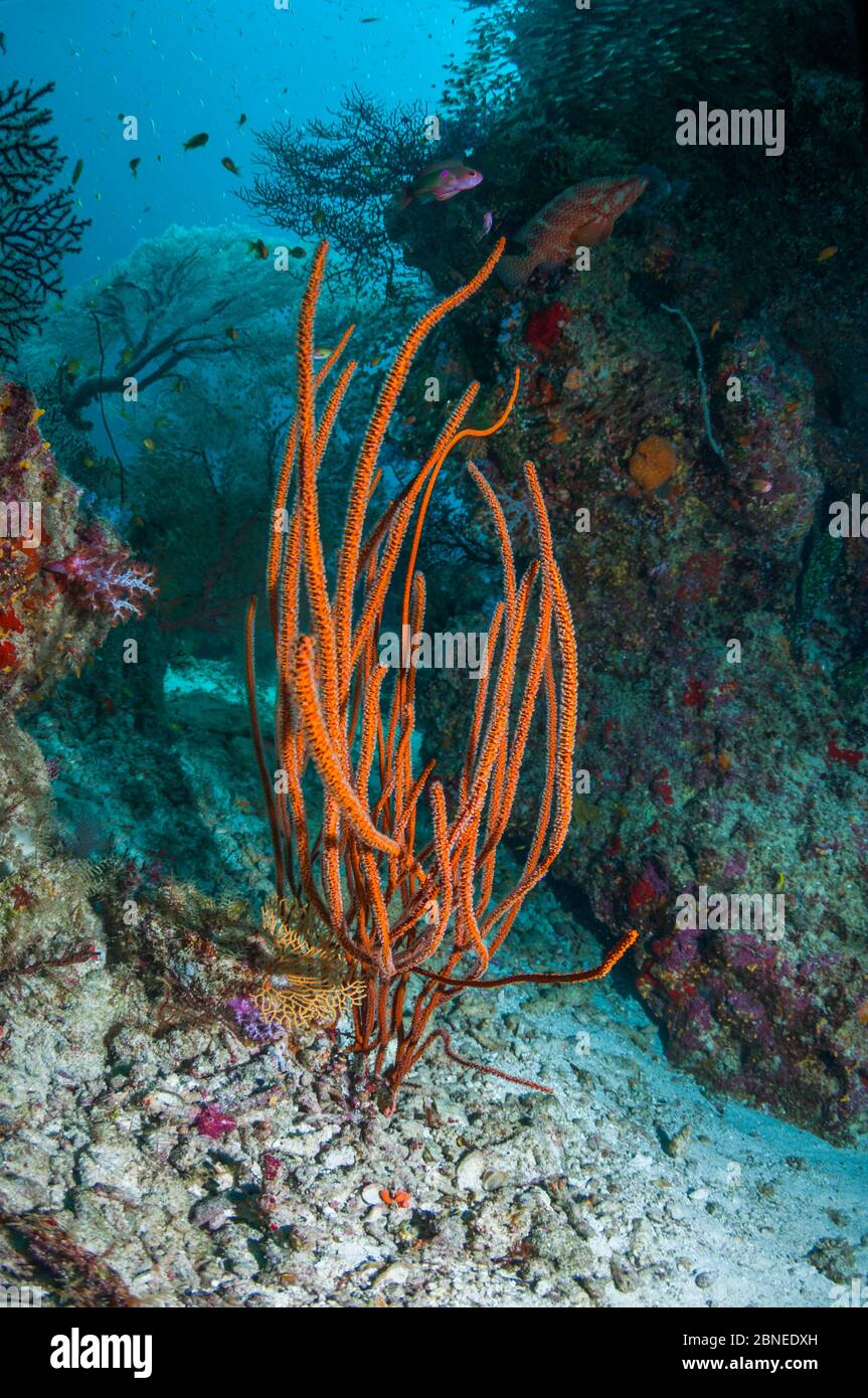 Fouet corallien (Ellisella sp.) Îles Similan, Mer d'Andaman, Thaïlande. Banque D'Images