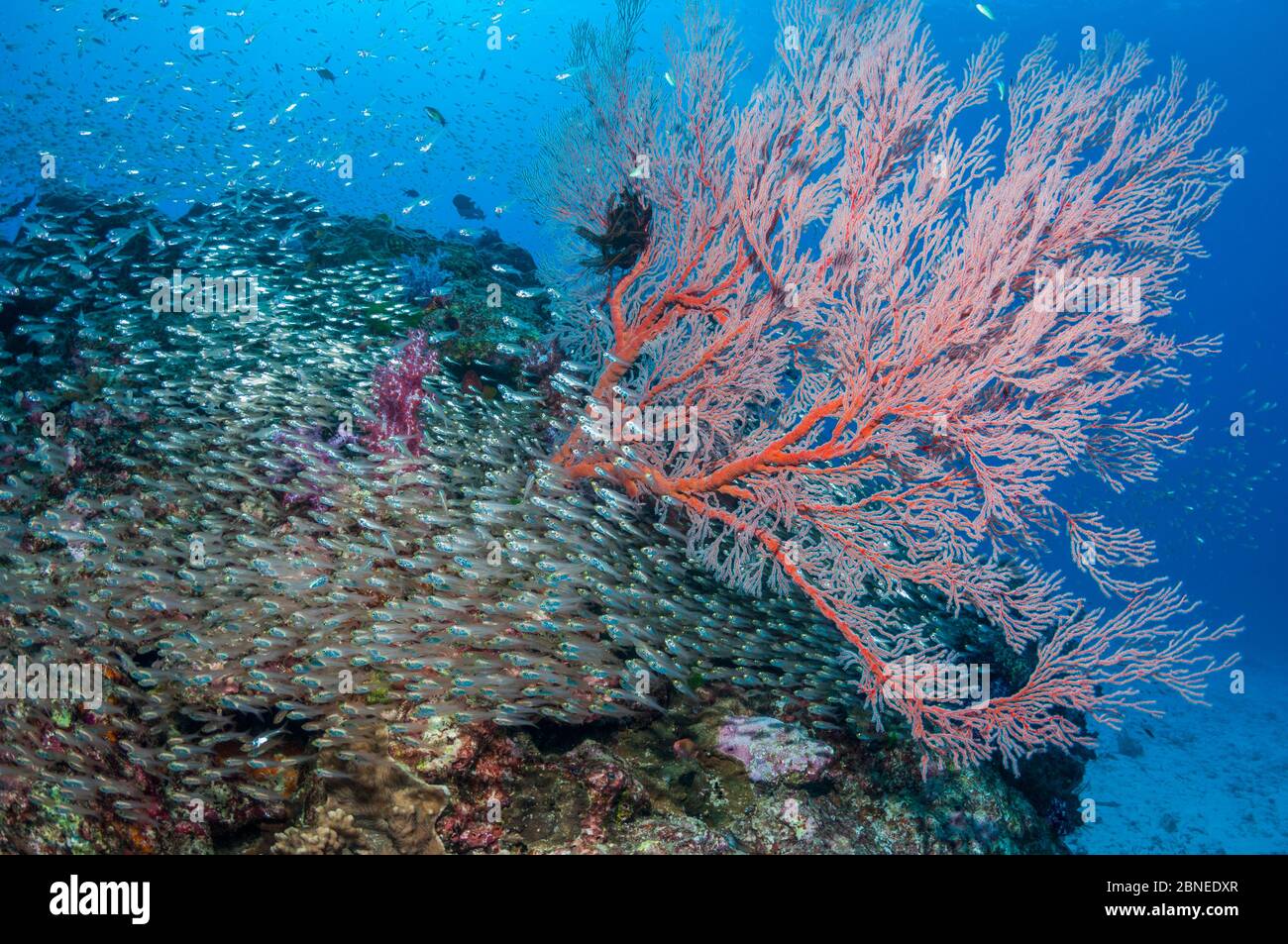 Balayeuses pygmées (Parapriacanthus ransonetti) avec un ventilateur de mer gorgonien (Melithaea sp.) Îles Similan, Mer d'Andaman, Thaïlande. Banque D'Images