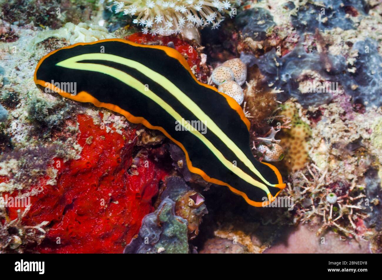 Ver plat symétrique (Pseudoceros dimidiatus) Mabul, Malaisie. Banque D'Images