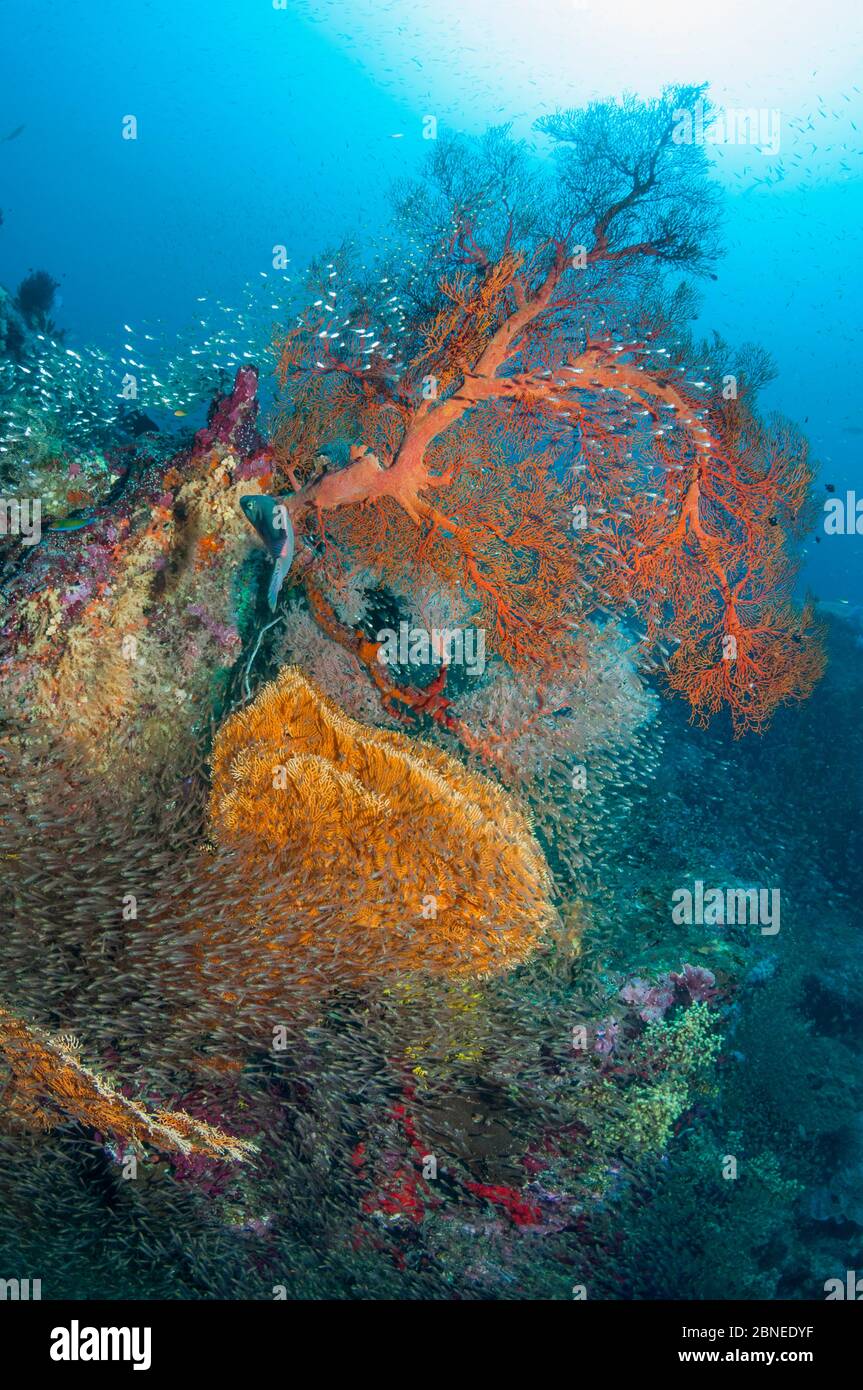 Des fans de la mer gorgonienne avec une grande école de balayeuses pygmées (Parapriacanthus ransonetti) Iles Similan, Mer d'Andaman, Thaïlande. Banque D'Images