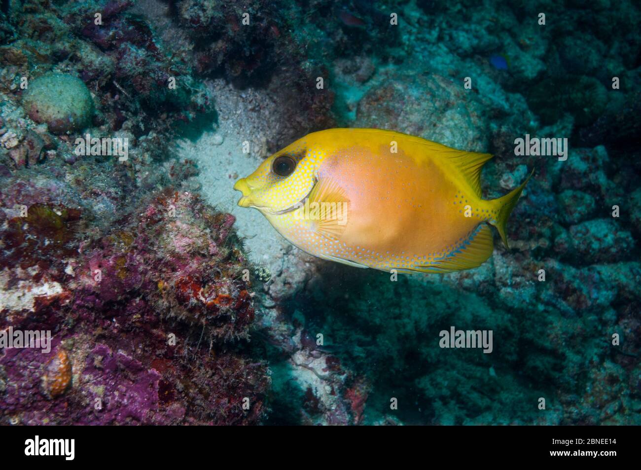 Rabbitfish de corail (Sigianus corallinus) Mabul, Malaisie. Banque D'Images