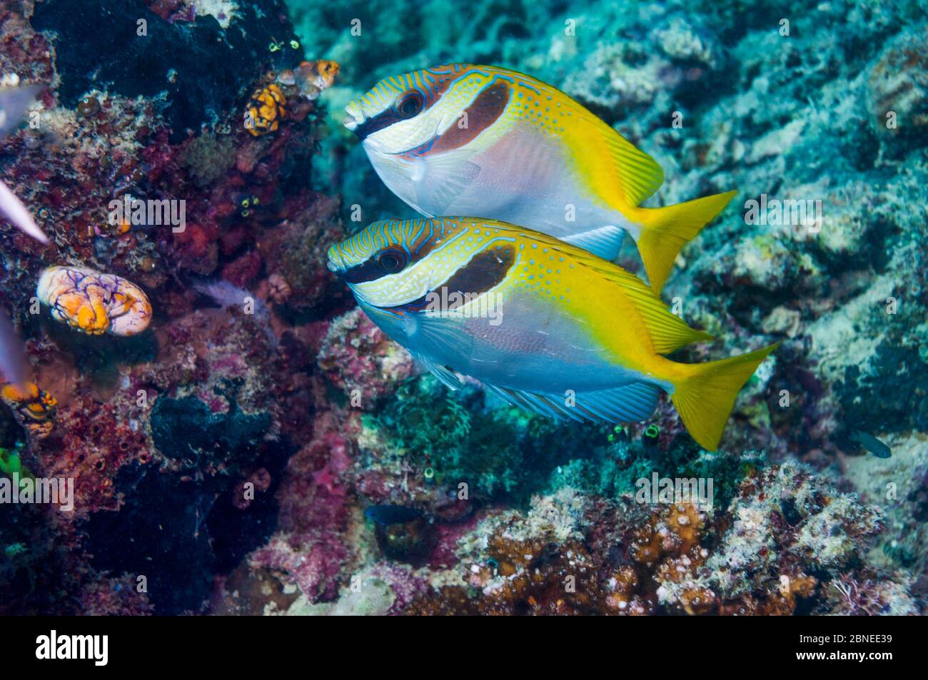 Rabbitfish à barre (Siganus virgatus) Mabul, Malaisie. Banque D'Images