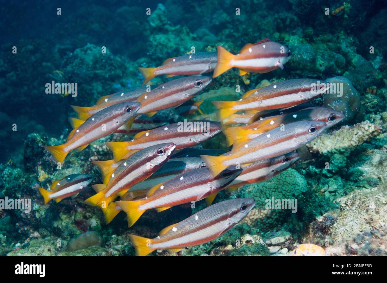 Barbelés à deux taches (Lutjanus biguttatus), Shoal, Mabul, Malaisie. Banque D'Images