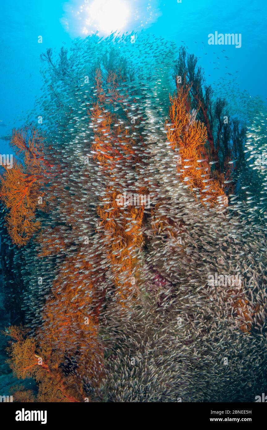 Balayeuses pygmées (Parapriacanthus ransonetti) entourant un corail gorgonien, mer d'Andaman, Thaïlande. Banque D'Images