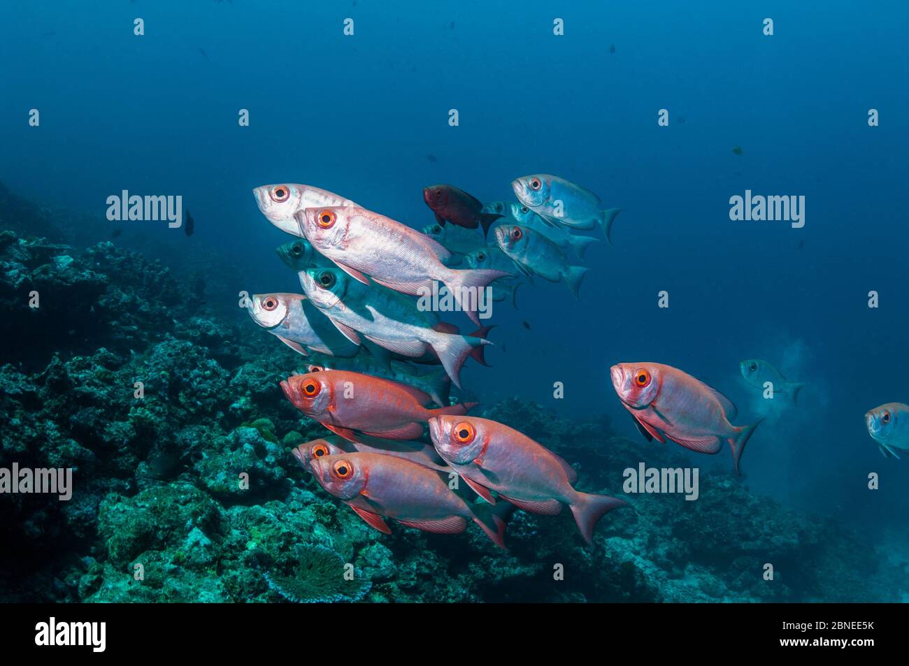 Grand-oeil ou oeil de goggle (Priacanthus hamrur) avec un peu de changement de couleur de l'argent au rouge vif et de retour encore. Mer d'Andaman, Thaïlande. Banque D'Images