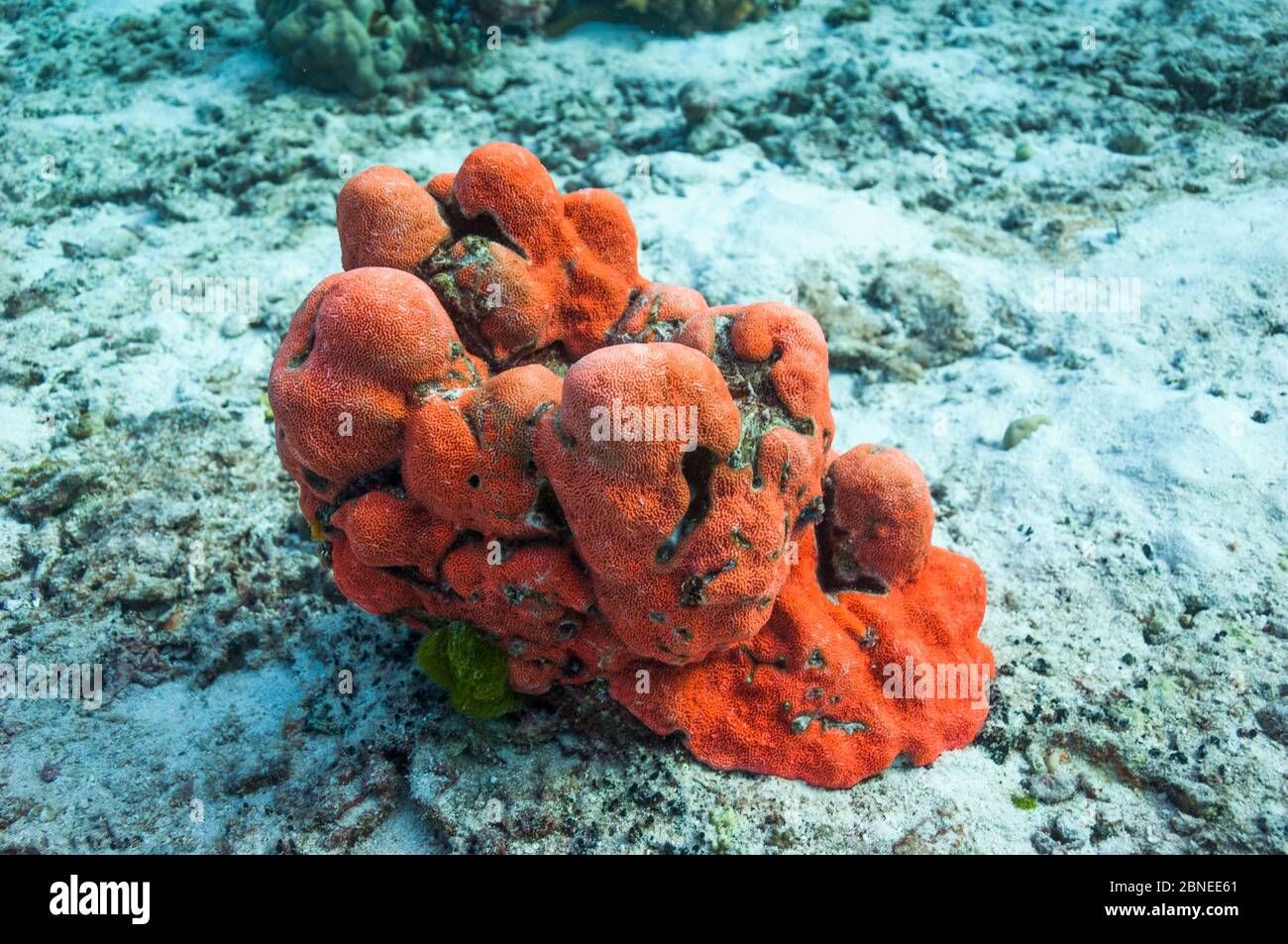 Corail orange fluorescent. Mer d'Andaman, Thaïlande. Banque D'Images