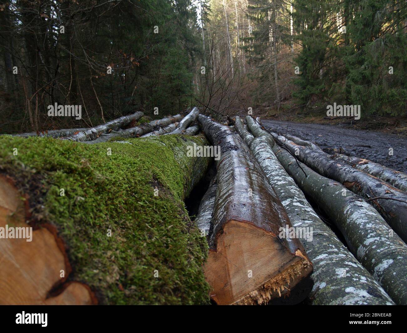 Arbres enregistrés dans les montagnes de Gurghiu, Carpates de l'est, Roumanie. Banque D'Images