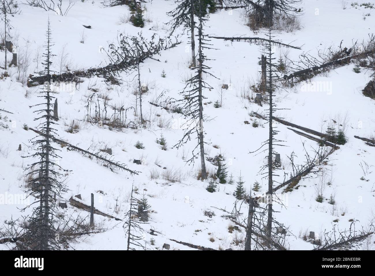 Neige couvert de forêt après l'abattage, Retezat Mountains, Carpates, Roumanie. Octobre 2014. Banque D'Images