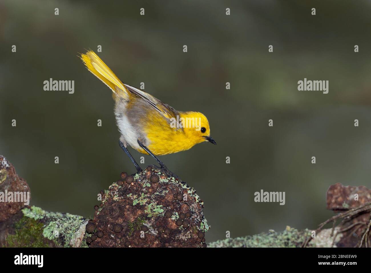 Yellowhead (Mohoua ochrocephala) perchée sur un hêtre, Blue Mountains, Southland, Nouvelle-Zélande. Décembre. Espèces en voie de disparition. Banque D'Images