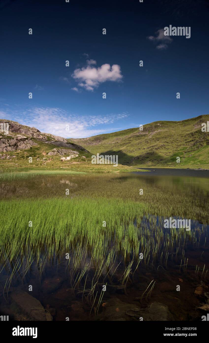 Cwmorthin Llyn, commun avec la prêle (Equisetum arvense) Tanygrisiau, galles, Février 2014 Banque D'Images