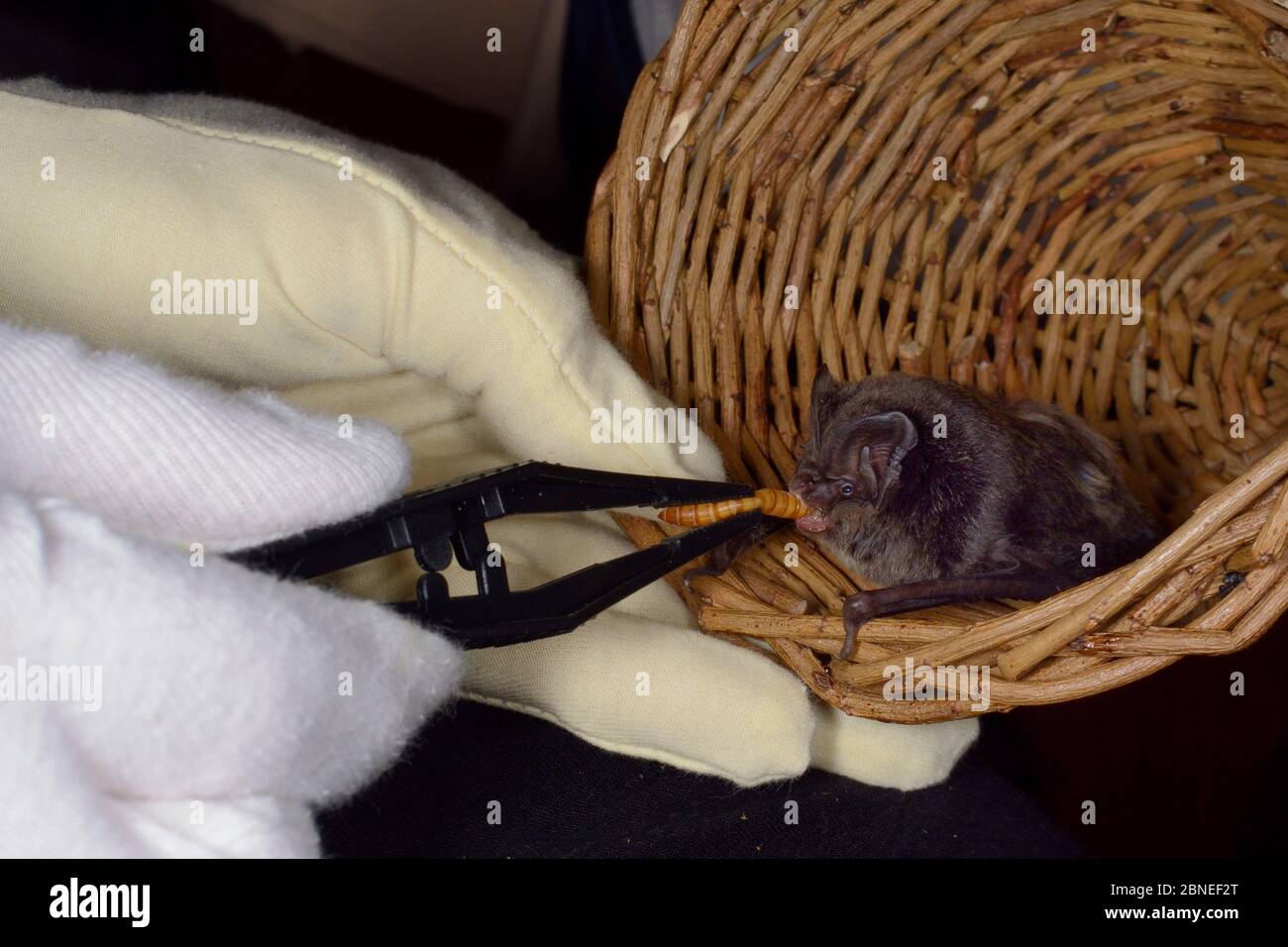 Chauve-souris Barbastelle (Barbastella barbatellus) une chauve-souris rare au Royaume-Uni, à laquelle Samantha Pickering a offert un ver de viande au centre de sauvetage des chauves-souris de son domicile, Banque D'Images