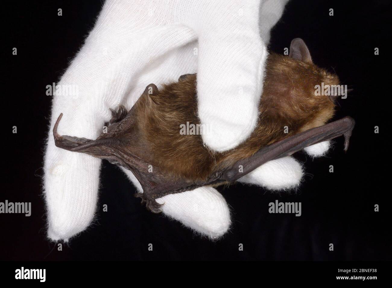 La chauve-souris Serotine (Eptosicus serotinus) a été tenue pour montrer sa queue s'étendant au-delà de ses membranes d'ailes, North Devon Bat Care, Barnstaple, Devon, UK, octobre 201 Banque D'Images