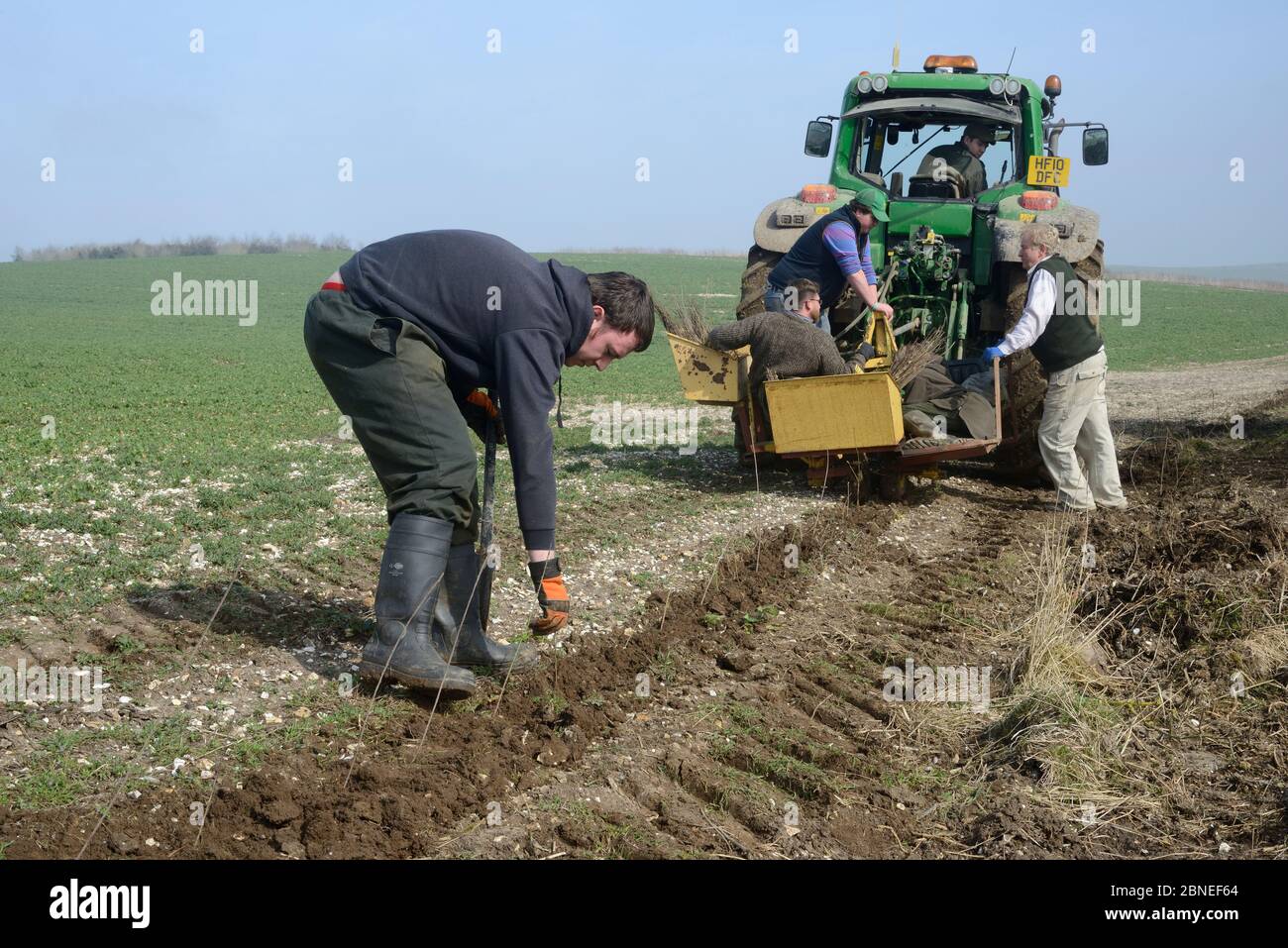 Les étudiants et garde-chasse de l'université agricole royale Phil Hollorow plantent une haie dans une rainure coupée par un tracteur pour couvrir les arbres épars Banque D'Images