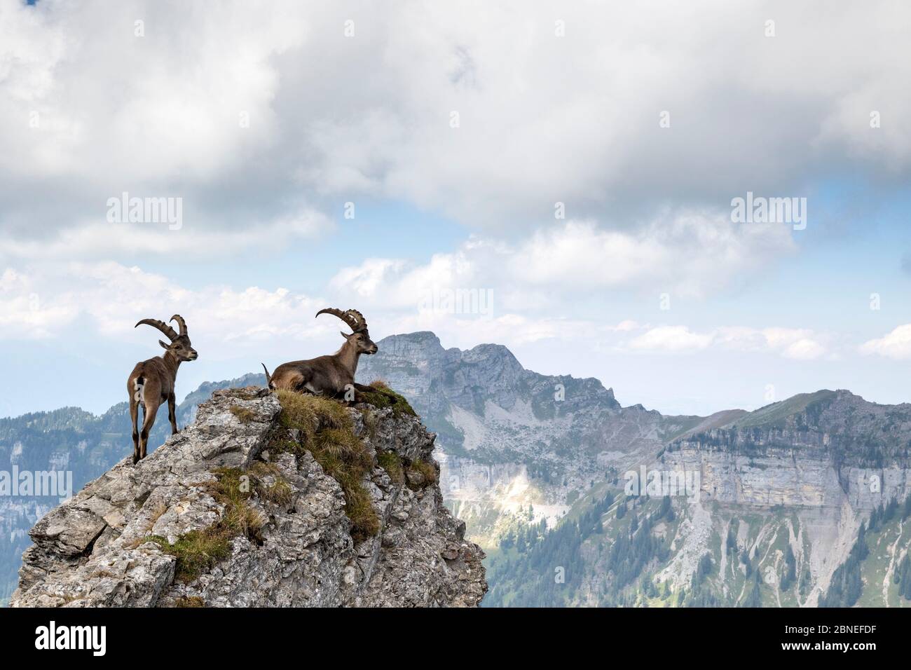 Ibex alpin (Capra ibex), deux mâles en habitat, Alpes bernoises, Suisse. Juillet. Banque D'Images