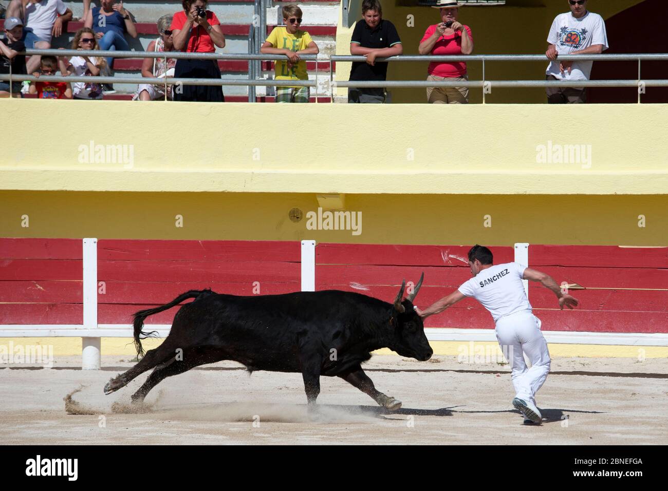Course Camarguaise corrida, une taureau traditionnelle qui ne tue pas ou ne nuit pas les taureaux. Les jeunes hommes essaient de s'accrocher aux cornes du taureau. Banque D'Images