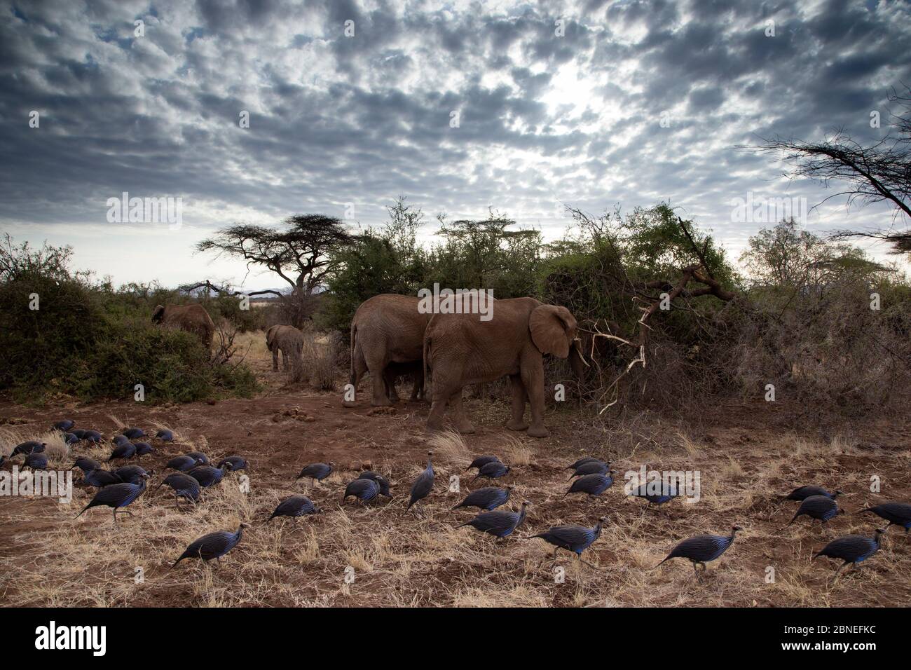 Groupe de Guineafhid Vulturine (acryllium vulturinum) passant devant les éléphants (Loxodonta africana)Réserve de gibier de Samburu, Kenya, Afrique, août. Banque D'Images