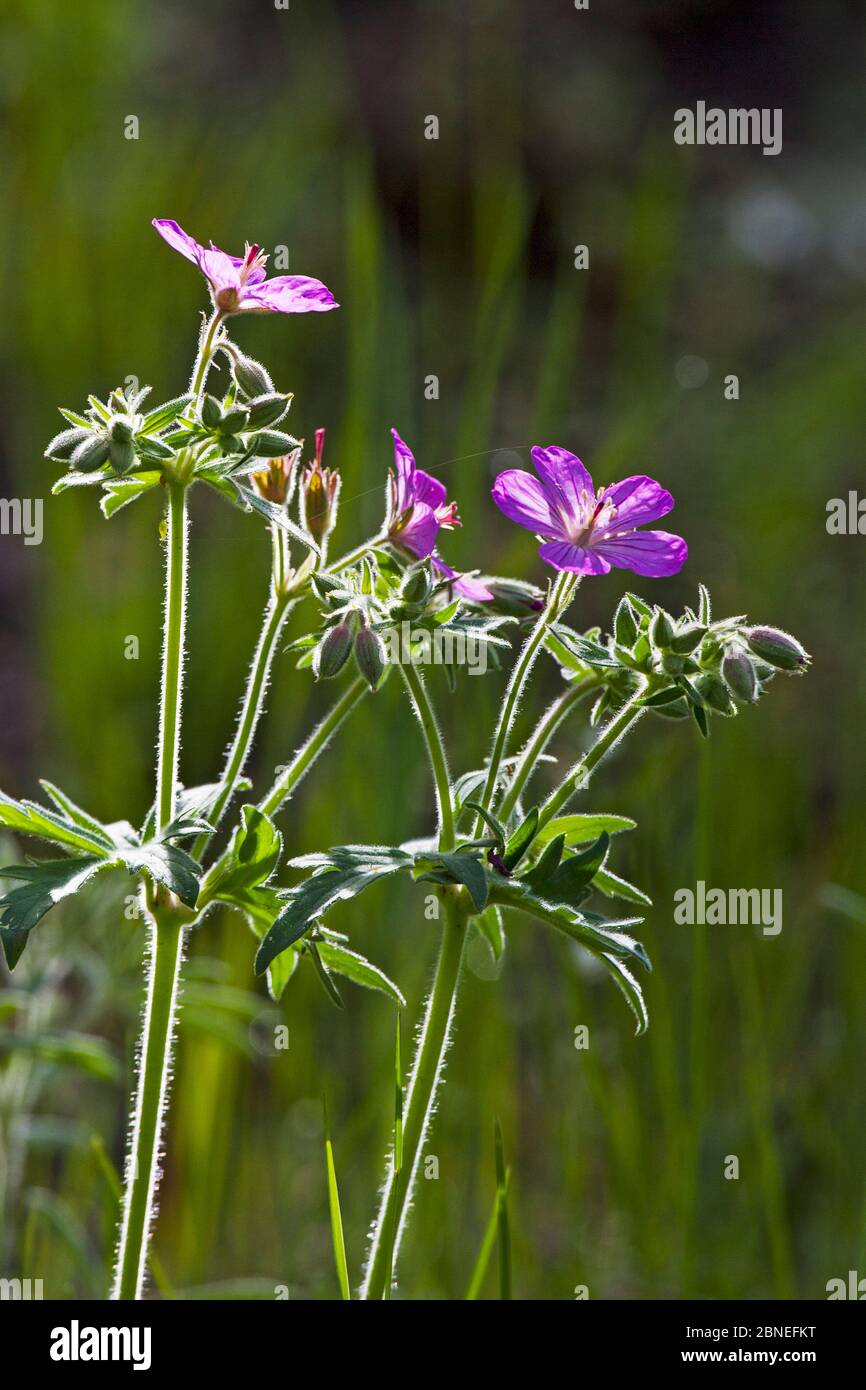 Géranium collant (Geranium viscossimum) Parc national de Yellowstone, Wyoming, Etats-Unis juin Banque D'Images Géranium collant (Geranium viscossimum) Parc national de Yellowstone, Wyoming, Etats-Unis juin Banque D'Images