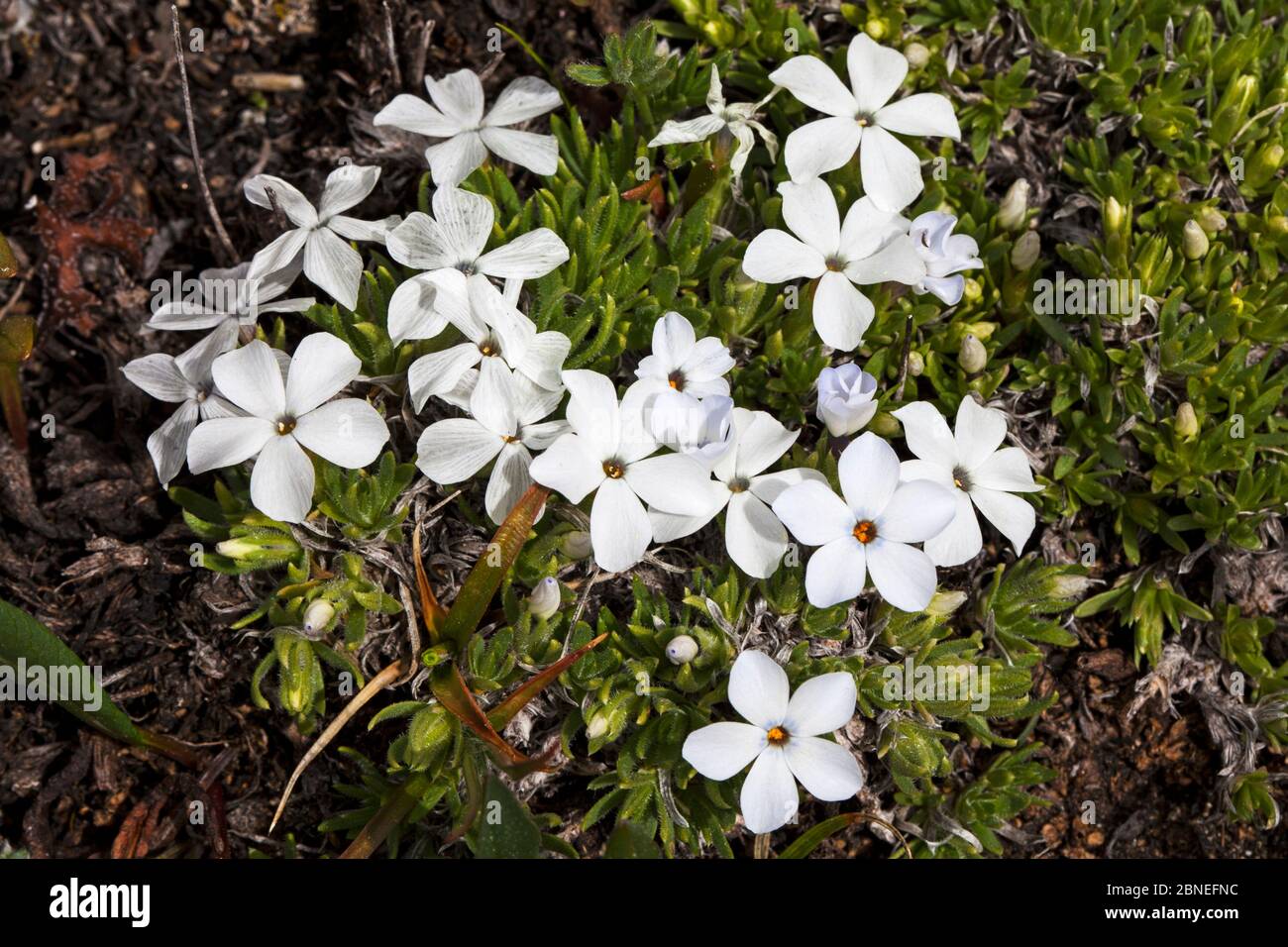 Phlox des montagnes Rocheuses (Phlox nuttiflora) Bear Tooth Pass, Wyoming, États-Unis juin Banque D'Images Phlox des montagnes Rocheuses (Phlox nuttiflora) Bear Tooth Pass, Wyoming, États-Unis juin Banque D'Images