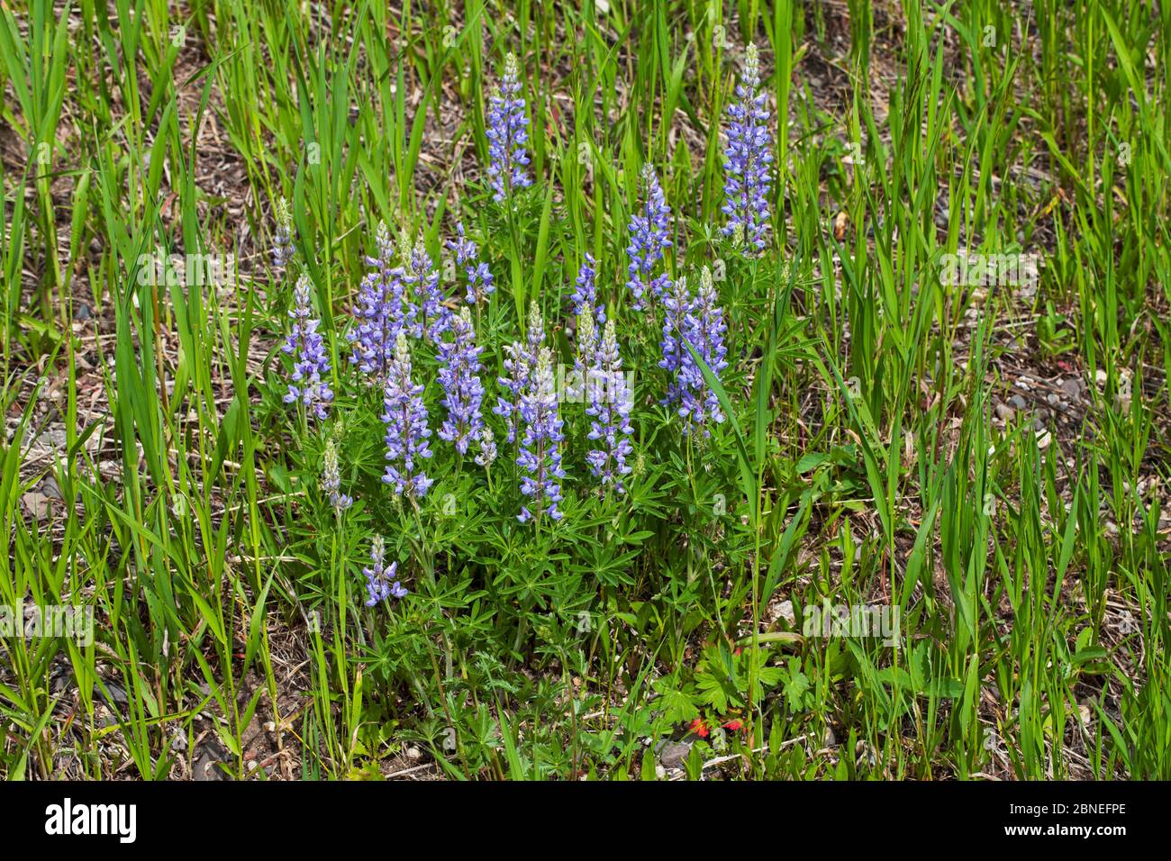 Lupins sauvages (Lupinus perennis) sur le bord de route Montana USA juin Banque D'Images